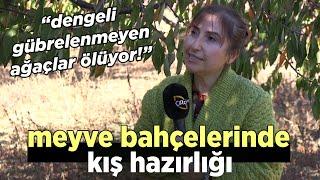 Meyve Bahçelerinde Kış Hazırlığı / Dengeli Gübrelenmeyen Ağaçlar Ölüyor!" - Maksat Üretmek