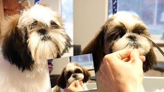 Grooming Shih Tzu Puppy by PetGroooming