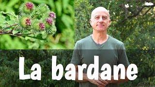 La bardane : détox, eczéma, psoriasis, rhumatismes et plus !