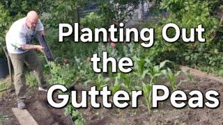 What a Week | A Heatwave,, A Catch up with Ray and ALTERN 8 | Planting Out the Gutter Peas.