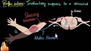 Reflex action (& reflex arc) | Control & Coordination | Biology | Khan Academy