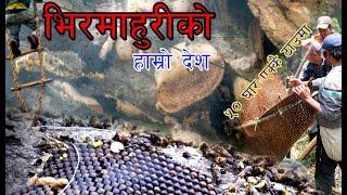 HONEY HUNTERS / Hunting Nepal’s Mad Honey That Makes You Hallucinate  || 2022