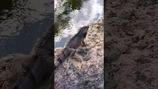 Iguanas in Aruba