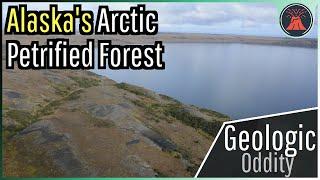 Alaska's Arctic Petrified Forest; A Geologic Oddity