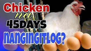 45 DAYS CHICKEN NANGINGITLOG?