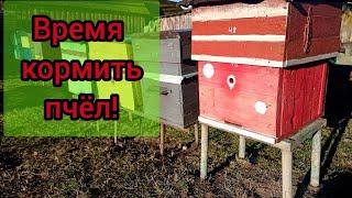 Когда начинать кормить пчёл на пасеке?