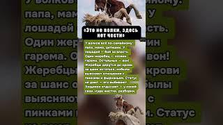 «ЭТО НЕ ВОЛКИ, ЗДЕСЬ НЕТ ЧЕСТИ». ИЕРАРХИЯ КОНЕЙ: ЖЕСТКИЕ ЗАКОНЫ ТАБУНА #животные #факты #интересное