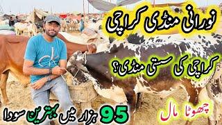 Noorani Mandi Karachi Latest Update | Rates & Bargaining | Cow Mandi 2025 | Bakra Eid Season 2025