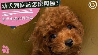 幼犬到底該怎麼照顧? | 頑皮幼犬照顧 | 幼犬養成Q&A | 新手毛媽心得分享 #貴賓犬 #寵物餵養 #寵物 #紀錄生活 #米娜與姆久【米娜與姆久 Mina & Mucho】