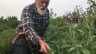 How to Grow White Sage in Washington with Michael Pilarski "Skeeter"