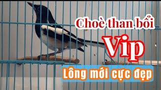  24/ 9 CHOÈ THAN BỔI ĐẦU VỤ LÔNG MỚI - TO DÀI ĐẸP- XEM CHỈ CÓ MÊ ️ 0869.777.535.