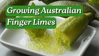 Growing Australian Finger Limes with Aussie Green Thumb