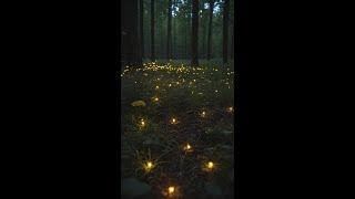 How Fireflies Light Up the Night: The Science Behind Their Glow