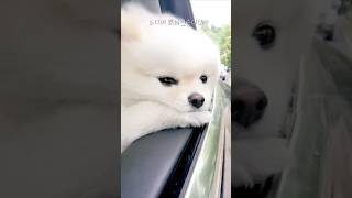 The shocking reason why dogs love to drive