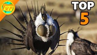 Top 5 WEIRDEST Birds in the World