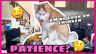 Patience Challenge ON My Siberian Huskies| Naghintay Sila! | Husky Pack TV