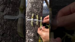 grafting dendrobium plants on the tree with simple growing #short