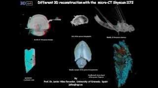 3D Micro-CT studies of the anatomy of different little animals and a volcanic rock