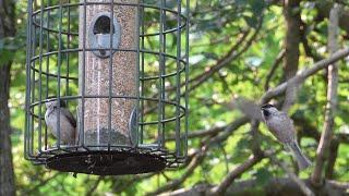 Marsh Tits and Coal Tits - Slow Motion