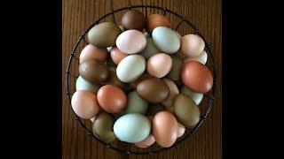 Back Forty Farms Friday Fun Fact For You (BFFFFFFU) - Episode 2 / Why are eggs different colors?