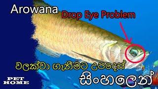 Arowana (ඇරොවානා) Drop Eye Problem වලකාලීමට උපදෙස් #ArowanaProblem #FishSolution #PetHome