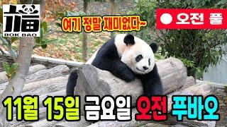 11월 15일 금요일 푸바오 오전풀, 여기 정말 재미 없다