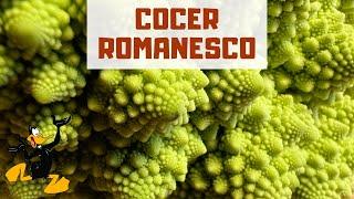 3 TRUCOS para Cocer Romanesco o Romanescu  ¡TIEMPO DE COCCIÓN!