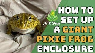 Setting Up a Giant Pixie Frog Enclosure