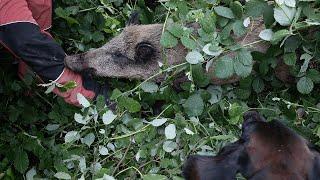 SAU beißt Hundeführer ins Bein! | Maisjagd mit der Drohne (Drohnen bei der Jagd)