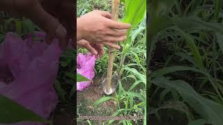 "Genius DIY Fertilizer Tool – Feed Corn Like a Pro for $0!"