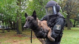 Polizeihunde in der Ausbildung - Nur die besten kommen weiter!  - (DOKUMENTATION 2016 HD *NEU*)