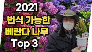 2021 집에서 쉽게 키우는 신품종 나무 3가지 공개