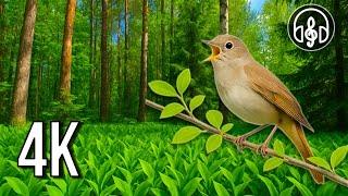 Birdsong and Forest Sounds in the Morning | Natural Nature Sounds in 4K