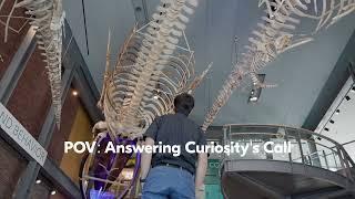 Whale Skeletons at the New Bedford Whaling Museum