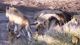 Beautiful Satara Lion Pride With Shishangaan Brothers And Two Cubs