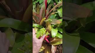 Billbergia pyramidalis, a landscape plant in Florida.