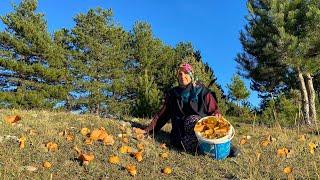 How To Gather A Lot Of Mushrooms In The Village. Life in Turkey's Village. Village Life Documentary