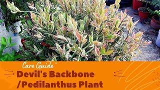 How to Grow and take Care of Devil's Backbone/Pedilanthus Plant/Easy Propagation/Tips