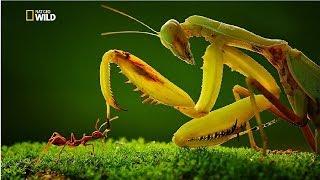 Strangest Insects in the World New Documentary HD 2017