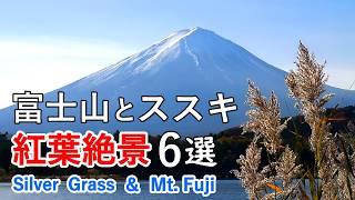 Best 6 Spectacular views of Mt. Fuji and the silver grass of Japan