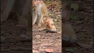 Luno: Growing Up Different 46 #shorts #cuteanimal #cutemonkey