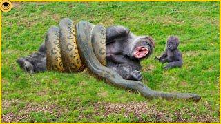 8 Moments of Wild Snakes Hunting and Attacking Monkeys