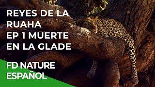 Reyes de Ruaha: La Vida de los Leones, Muerte en la Glade | Free Documentary Nature - Español