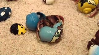 Hermit Crab changing shells