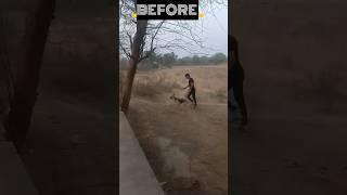 Dog Training Before | After  #shorts #shortsyoutube  #germanshepherd #dogtraining  #viral