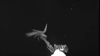 Giant Squid In Gulf Of Mexico Sheds Light On Deep Sea Mysteries