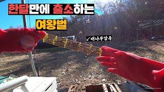 한달동안 갇혀있던 여왕벌은 과연 잘 살아 있을까?(feat.벌깨우기)