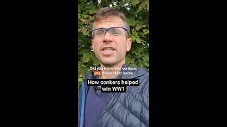 Did conkers help win the First World War?