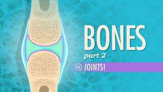 Joints: Crash Course Anatomy & Physiology #20