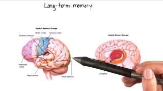 Long term memory in the brain - Intro to Psychology